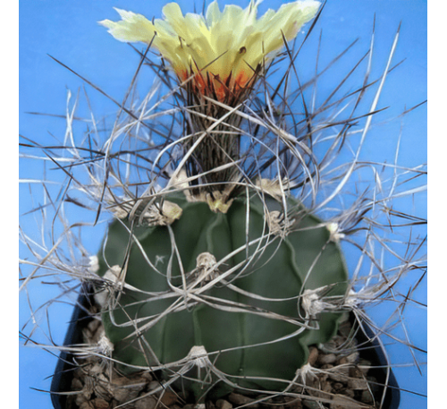Астрофитум козерог "Монтеррей" (3 шт.) / Astrophytum Capricorne f. Monterrey